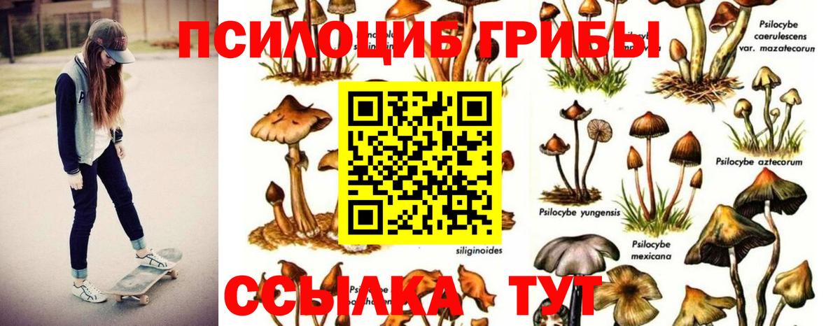 Галлюциногенные грибы Cubensis Чернушка